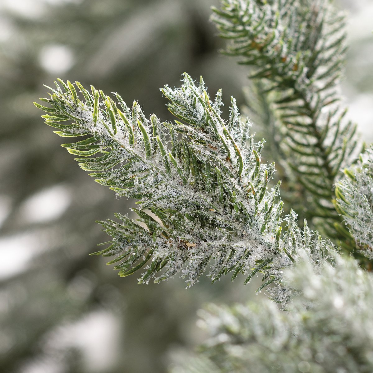 72-Inch Snowy Artificial Pine Christmas Tree with Flocked Bristle Branches