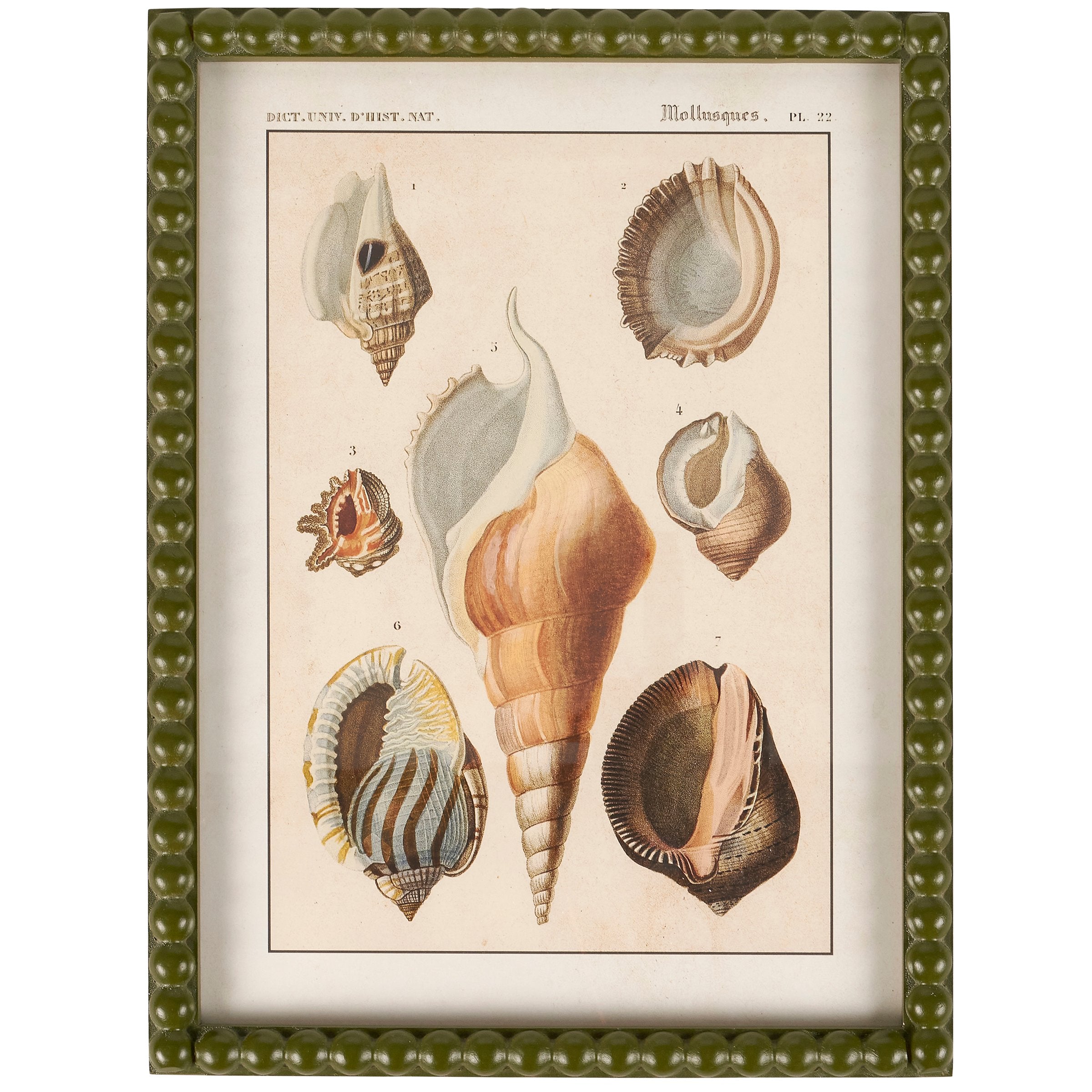 Elegant Coastal Seashell Study Framed Wall Art, Green Beaded Wood Frame