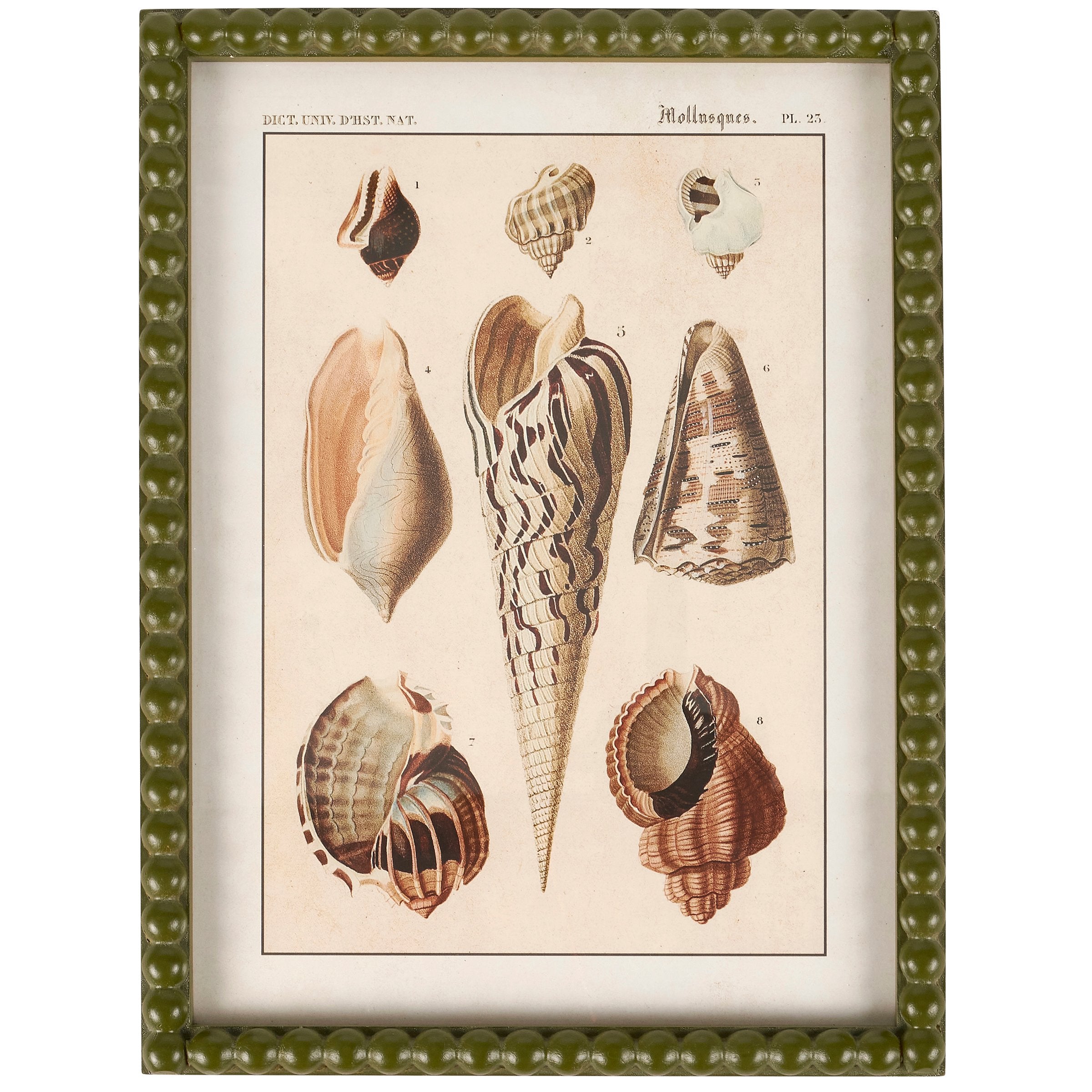 Vintage Conch Study Framed Wall Art with Green Beaded Wood Frame