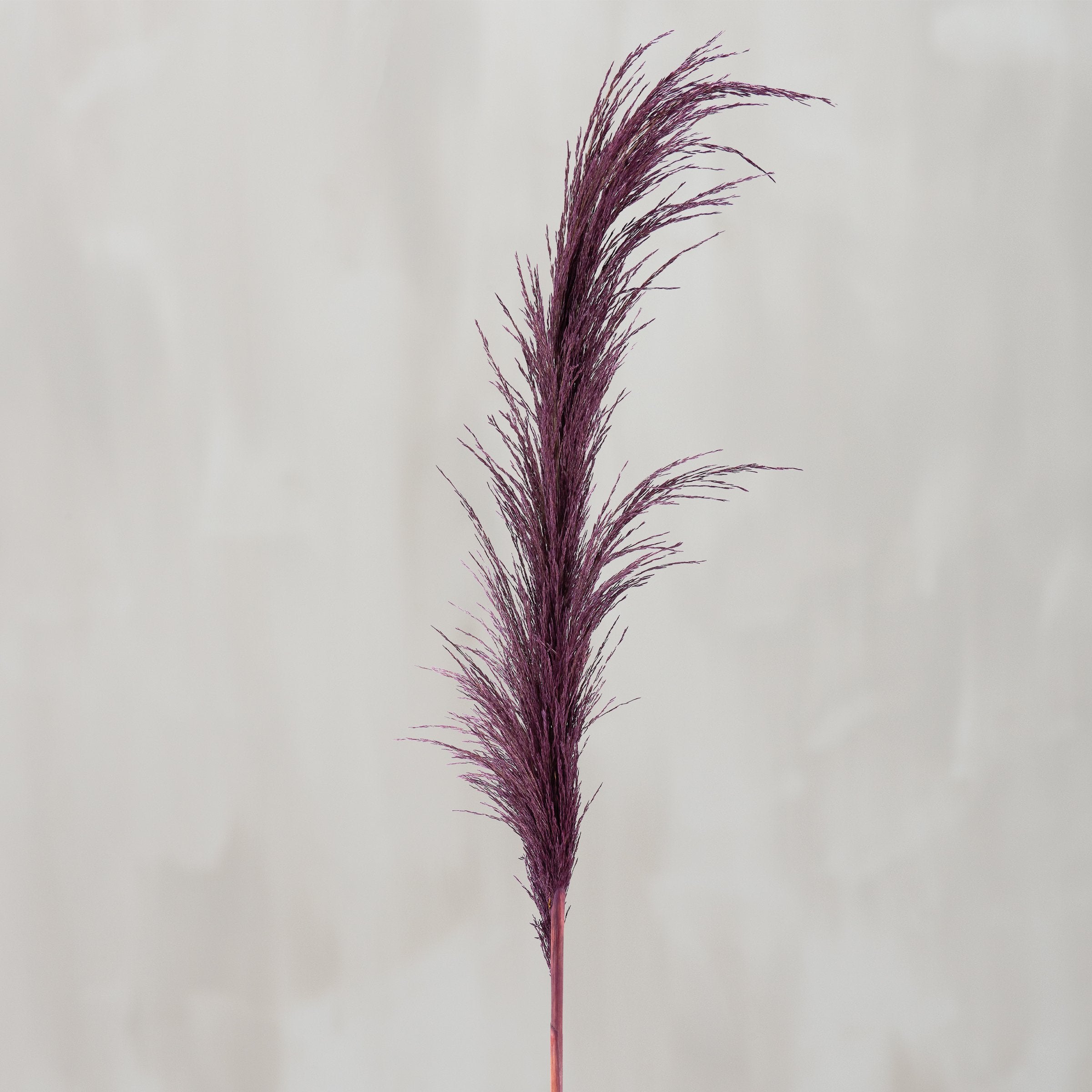 Tall Purple Common Reed Floral Pick, Natural Preserved Decorative Foliage Accent