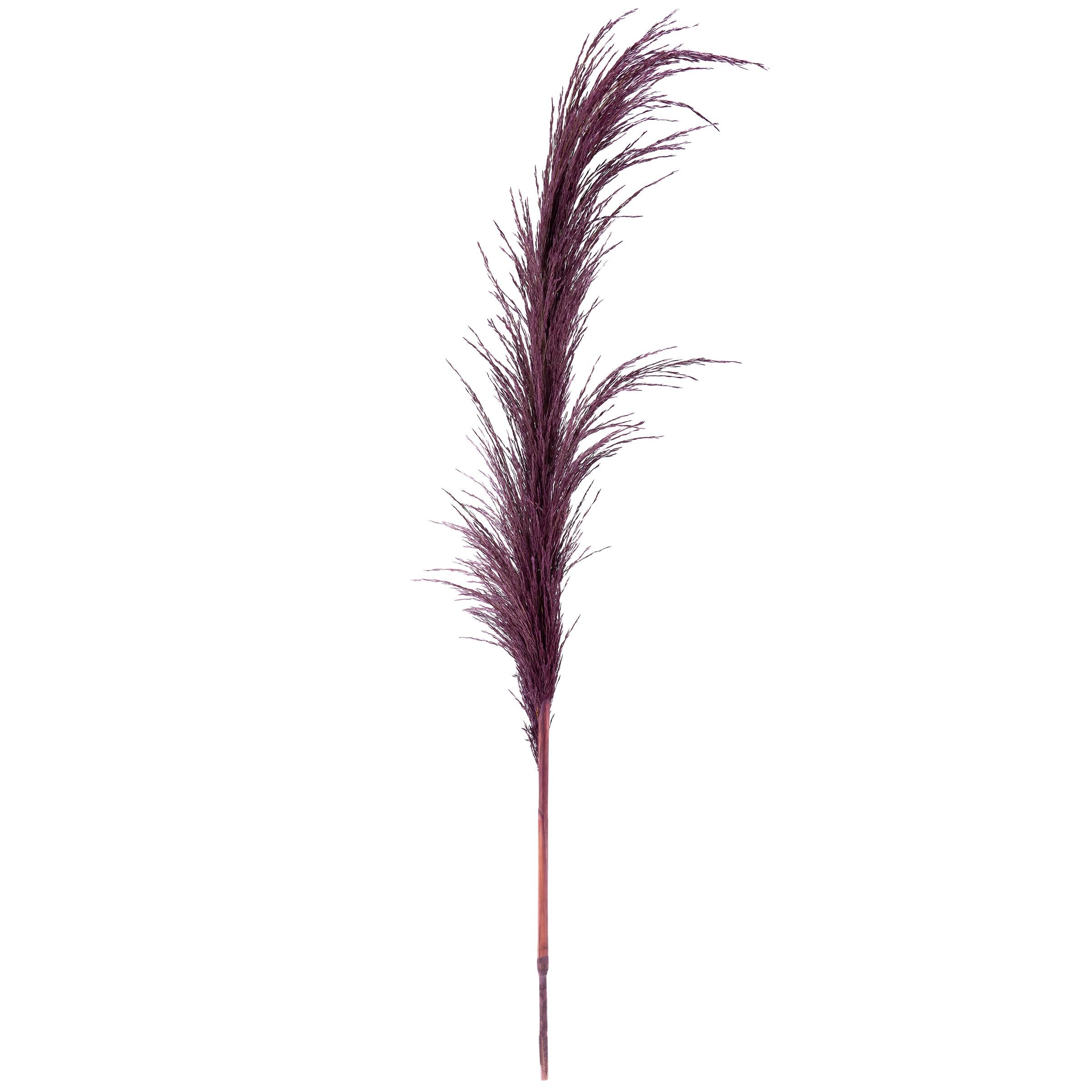 Tall Purple Common Reed Floral Pick, Natural Preserved Decorative Foliage Accent