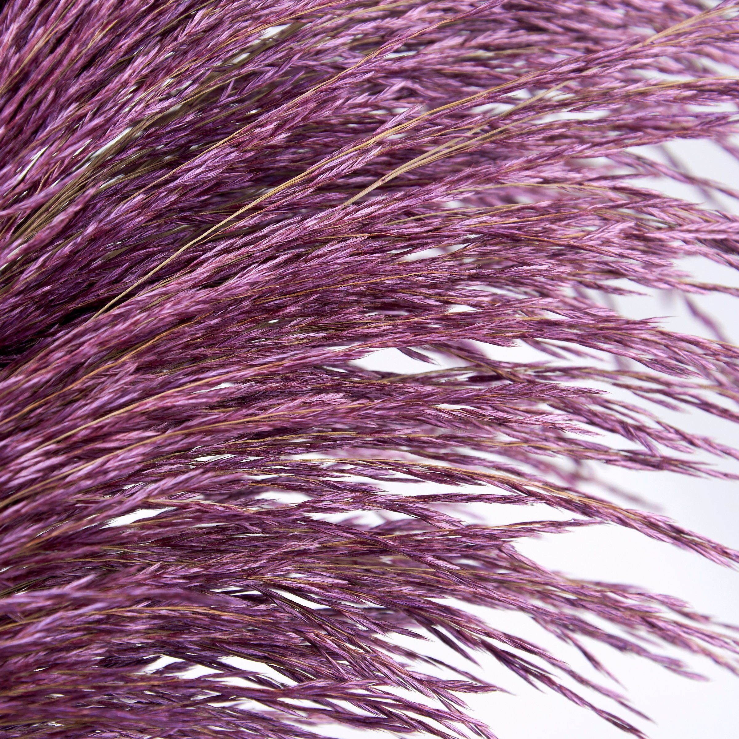 Tall Purple Common Reed Floral Pick, Natural Preserved Decorative Foliage Accent