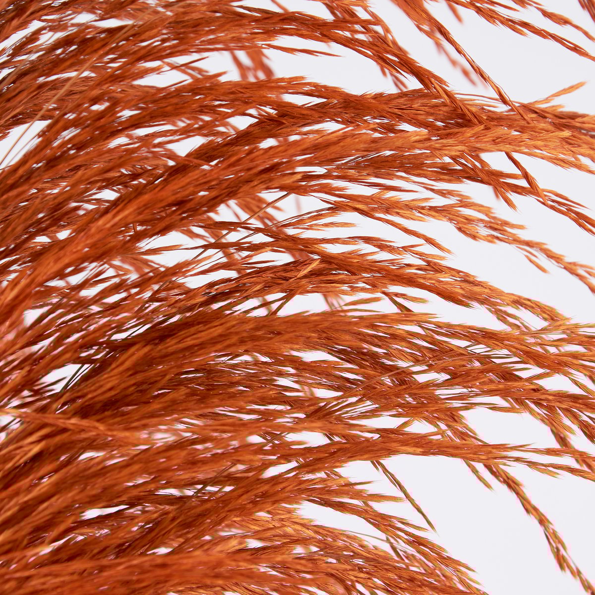 Tall Brown Common Reed Floral Pick - Natural Dried Decorative Foliage
