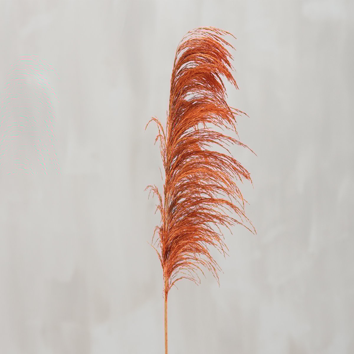 Tall Brown Common Reed Floral Pick - Natural Dried Decorative Foliage