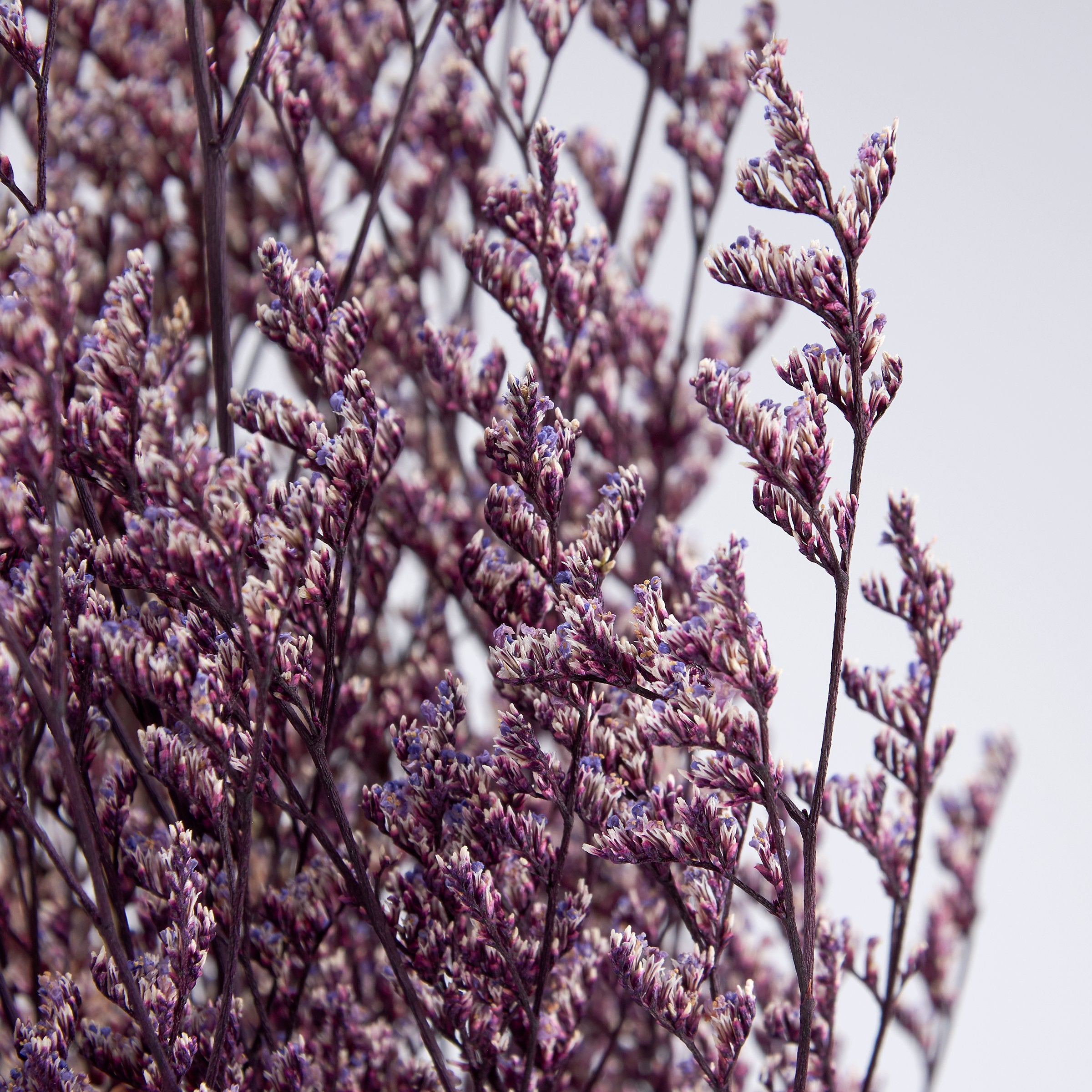 Vibrant Purple Caspia Dried Floral Bouquet for Lasting Home Decor