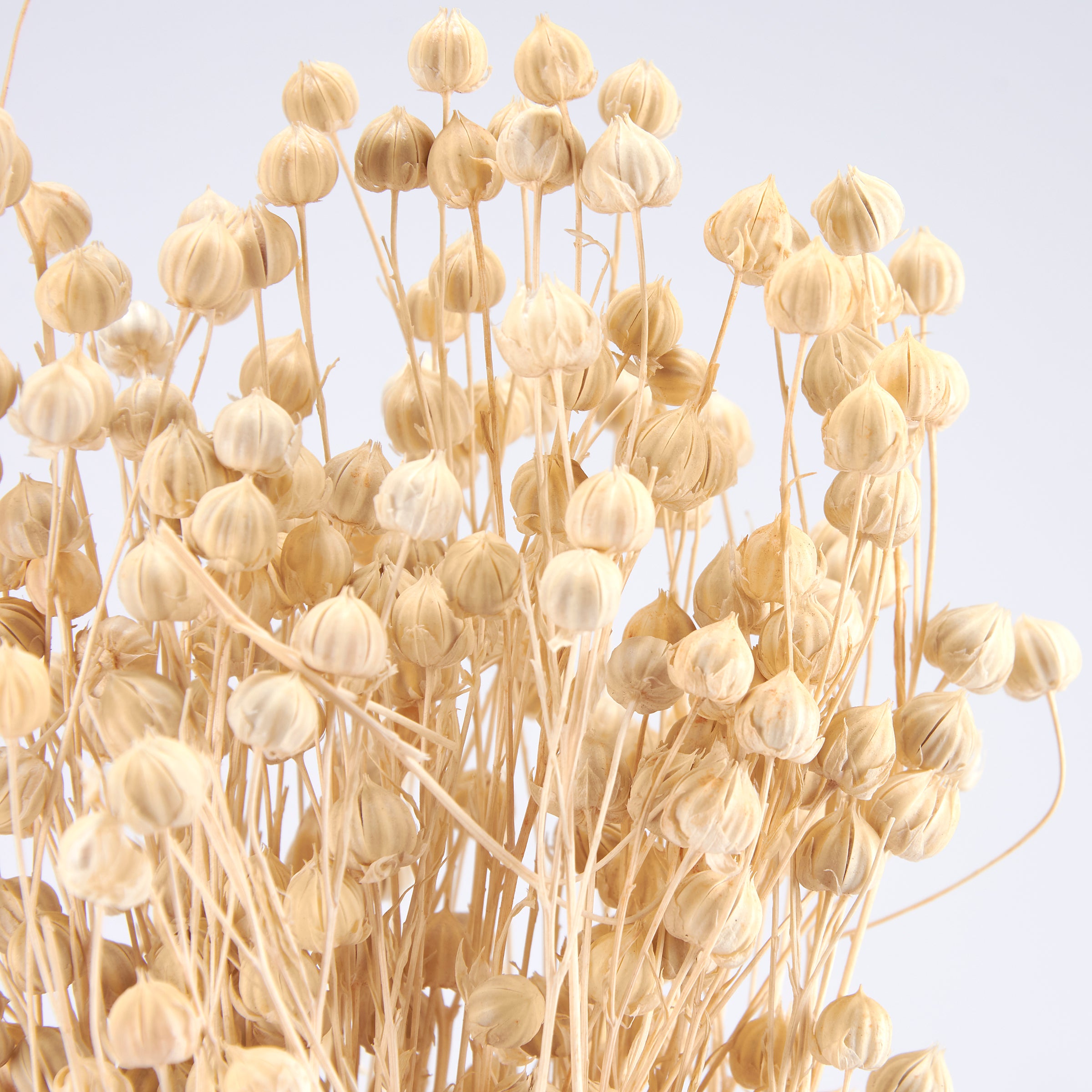 Long-Lasting Dried Rosary Pea Floral Bouquet - Natural Home Decor Arrangement