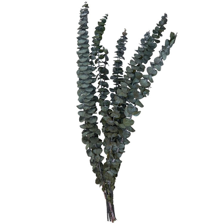 Long-Lasting Green Eucalyptus Bouquet: Natural Dried Foliage for Elegant Home Decor