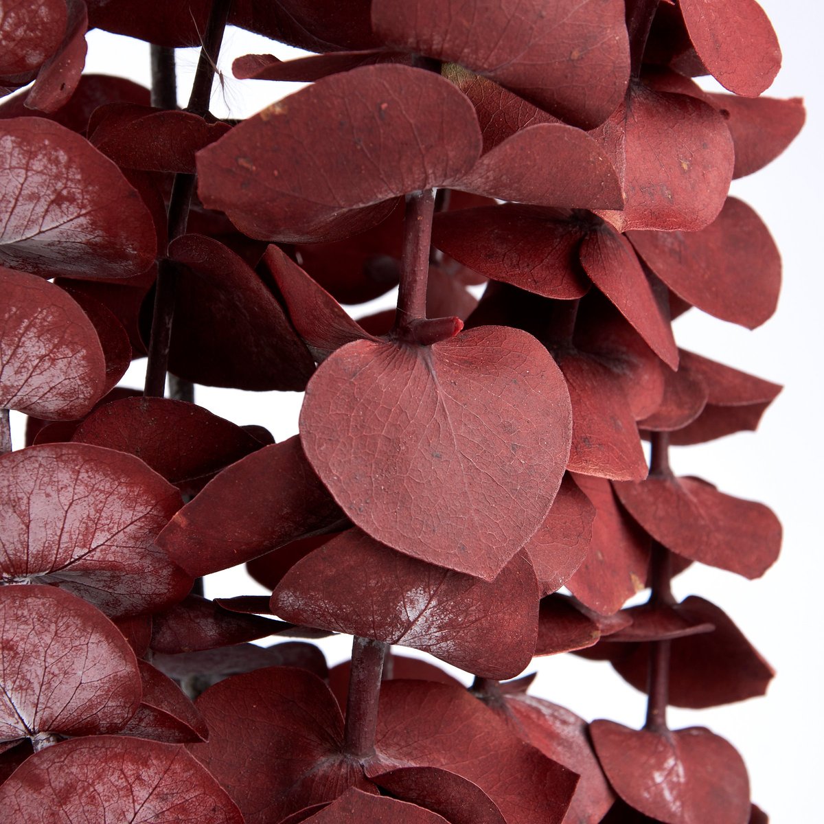 Dark Red Eucalyptus Dried Bouquet - Natural Foliage for Elegant Home Decor