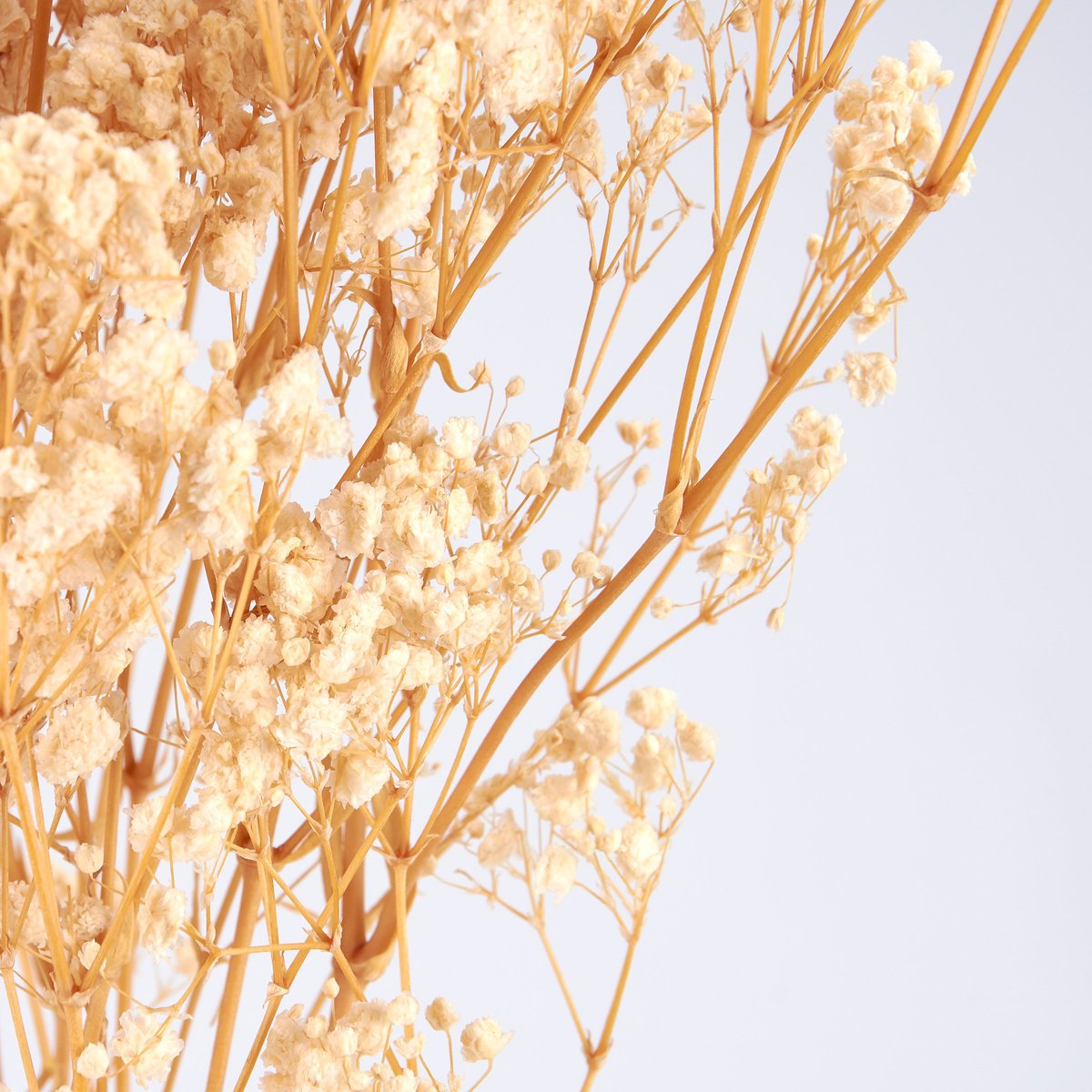 Elegant Cream Baby's Breath Bouquet: Natural Preserved Foliage for Home Decor