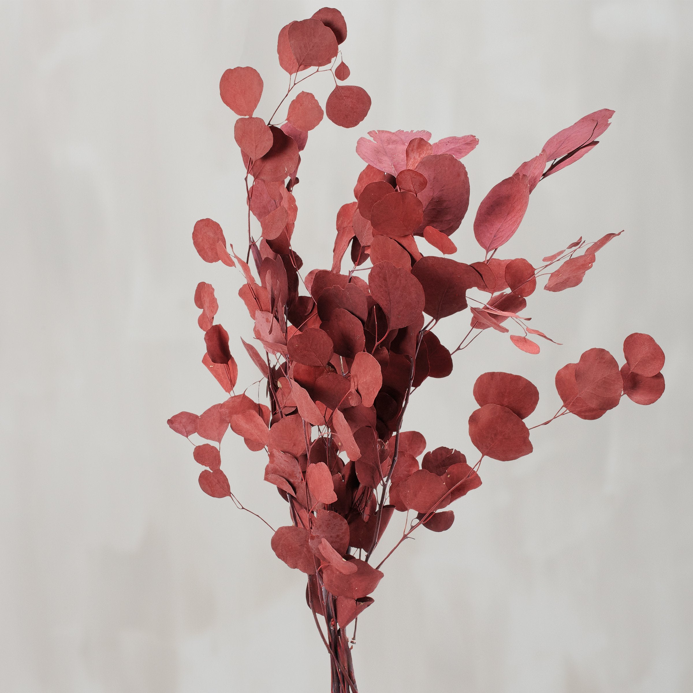 Vibrant Red Silver Dollar Dried Foliage Bouquet for Long-Lasting Home Decor