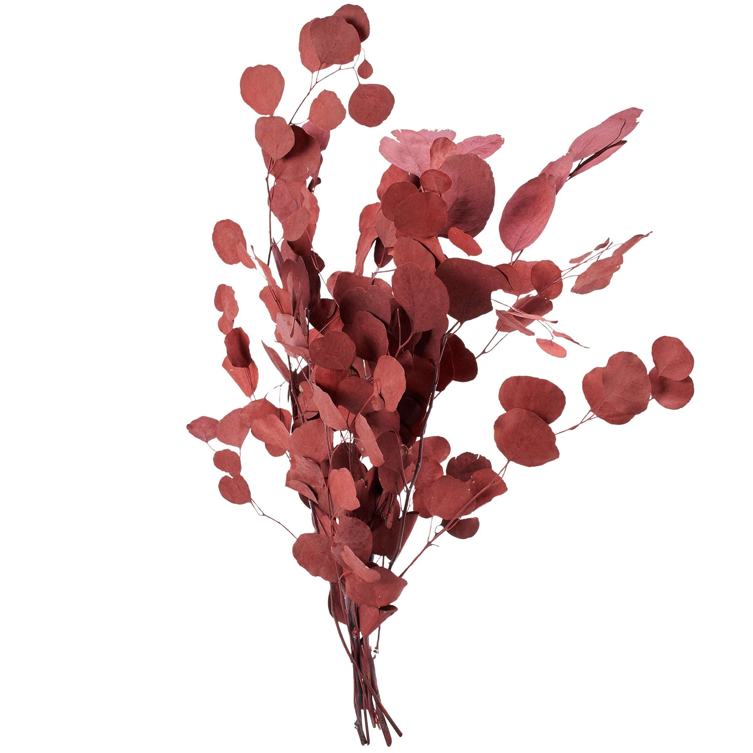 Vibrant Red Silver Dollar Dried Foliage Bouquet for Long-Lasting Home Decor