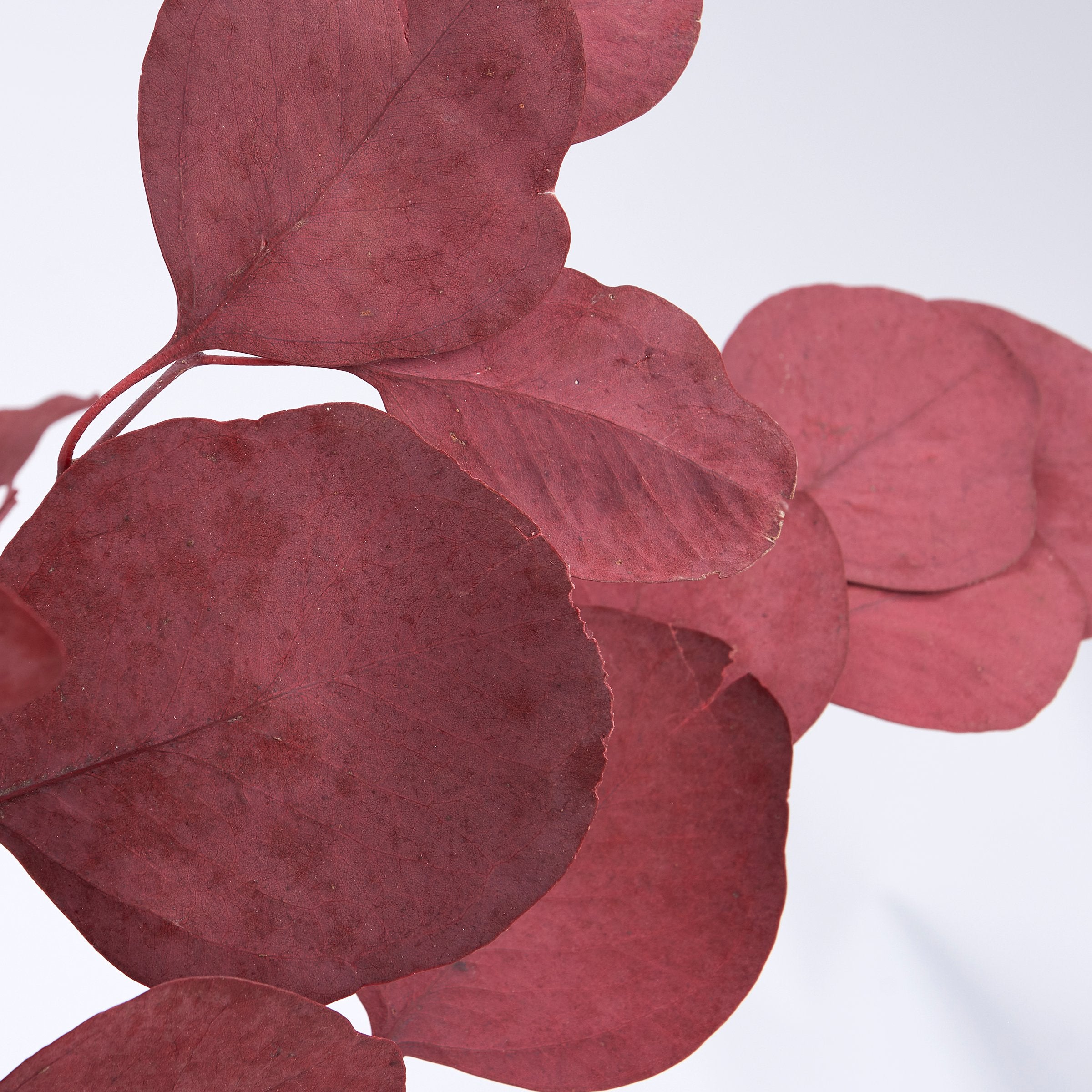 Vibrant Red Silver Dollar Dried Foliage Bouquet for Long-Lasting Home Decor