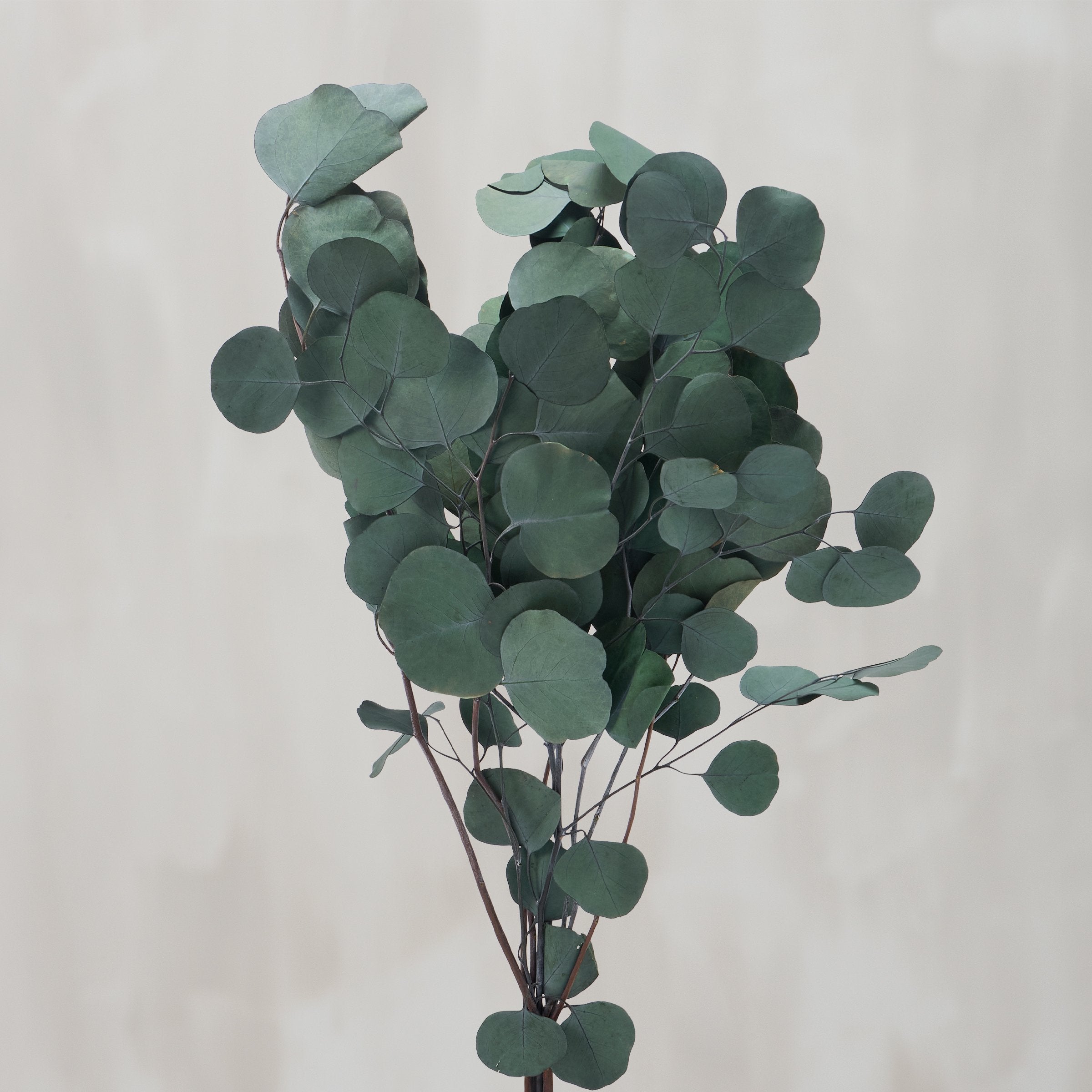 Lush Green Silver Dollar Eucalyptus Bouquet - Preserved Natural Foliage Decor