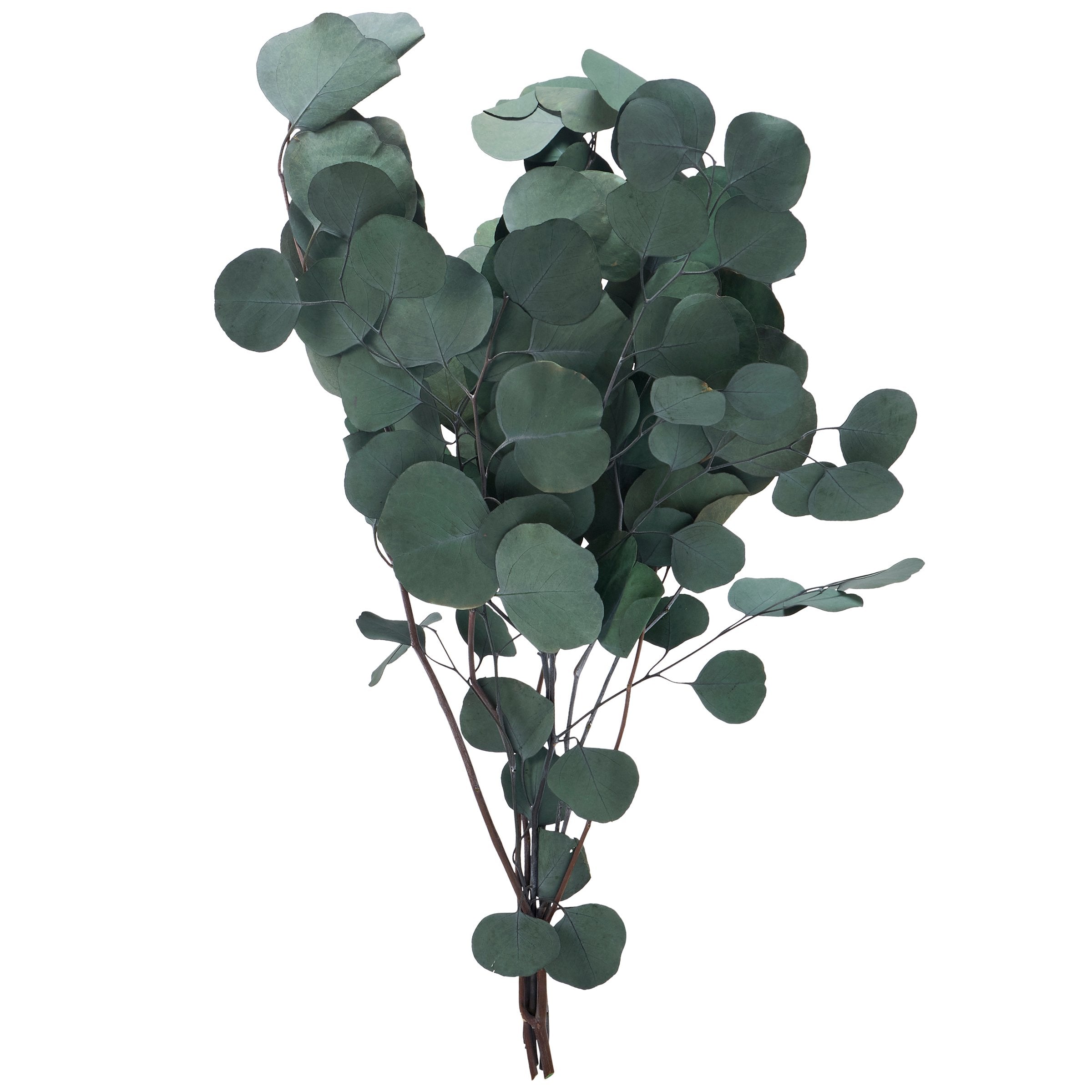 Lush Green Silver Dollar Eucalyptus Bouquet - Preserved Natural Foliage Decor