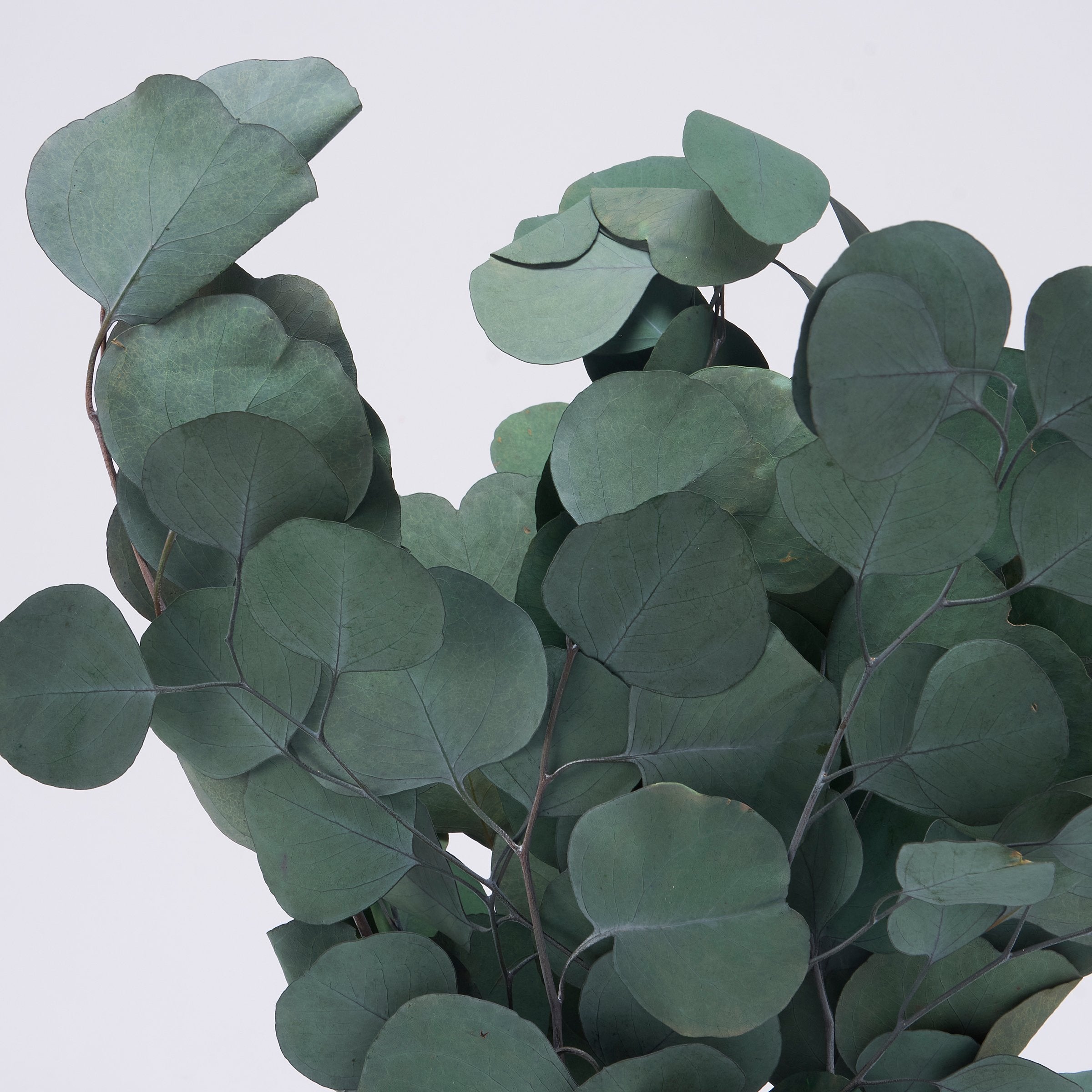 Lush Green Silver Dollar Eucalyptus Bouquet - Preserved Natural Foliage Decor