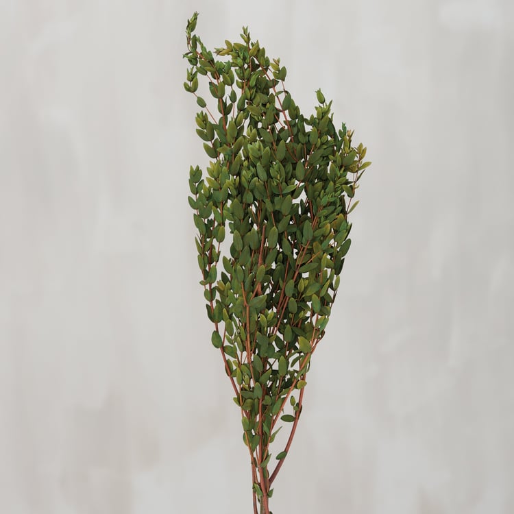 Premium Natural Dried Small Leaf Eucalyptus Bouquet - 26.5 Inch Tall Foliage