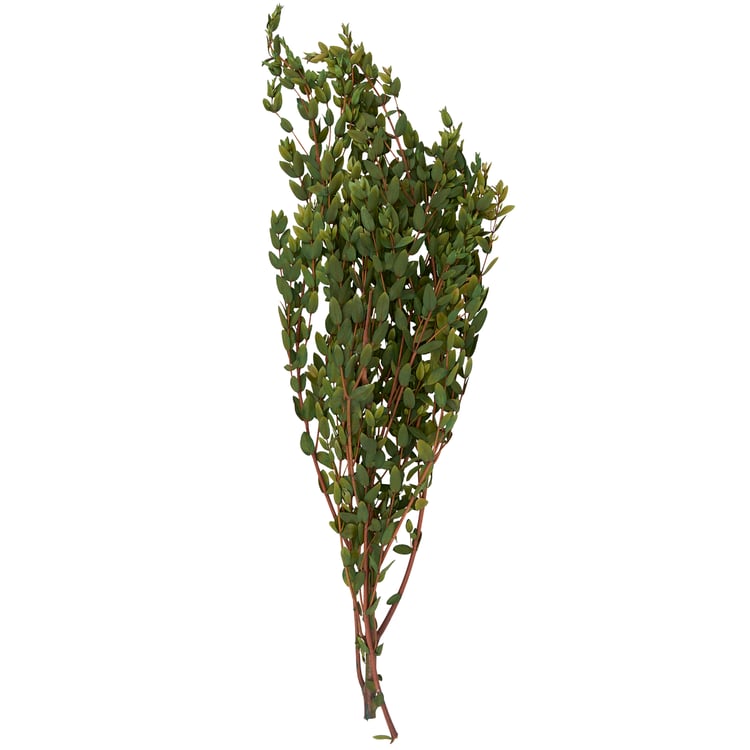 Premium Natural Dried Small Leaf Eucalyptus Bouquet - 26.5 Inch Tall Foliage