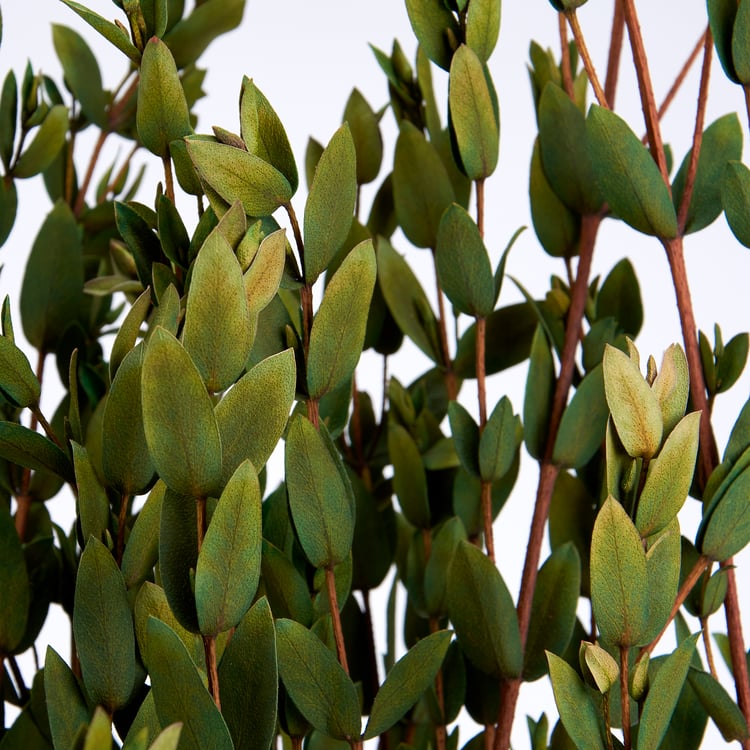 Premium Natural Dried Small Leaf Eucalyptus Bouquet - 26.5 Inch Tall Foliage
