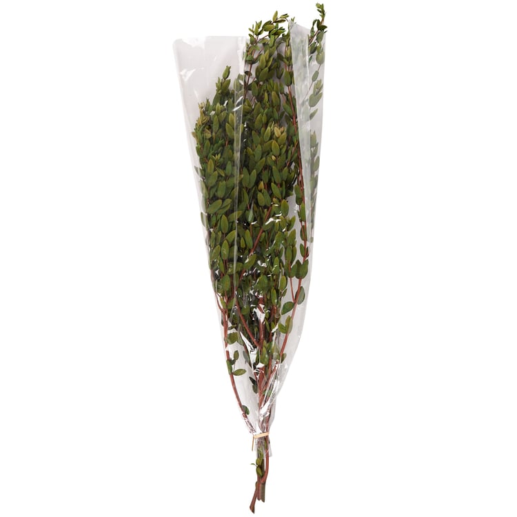 Premium Natural Dried Small Leaf Eucalyptus Bouquet - 26.5 Inch Tall Foliage