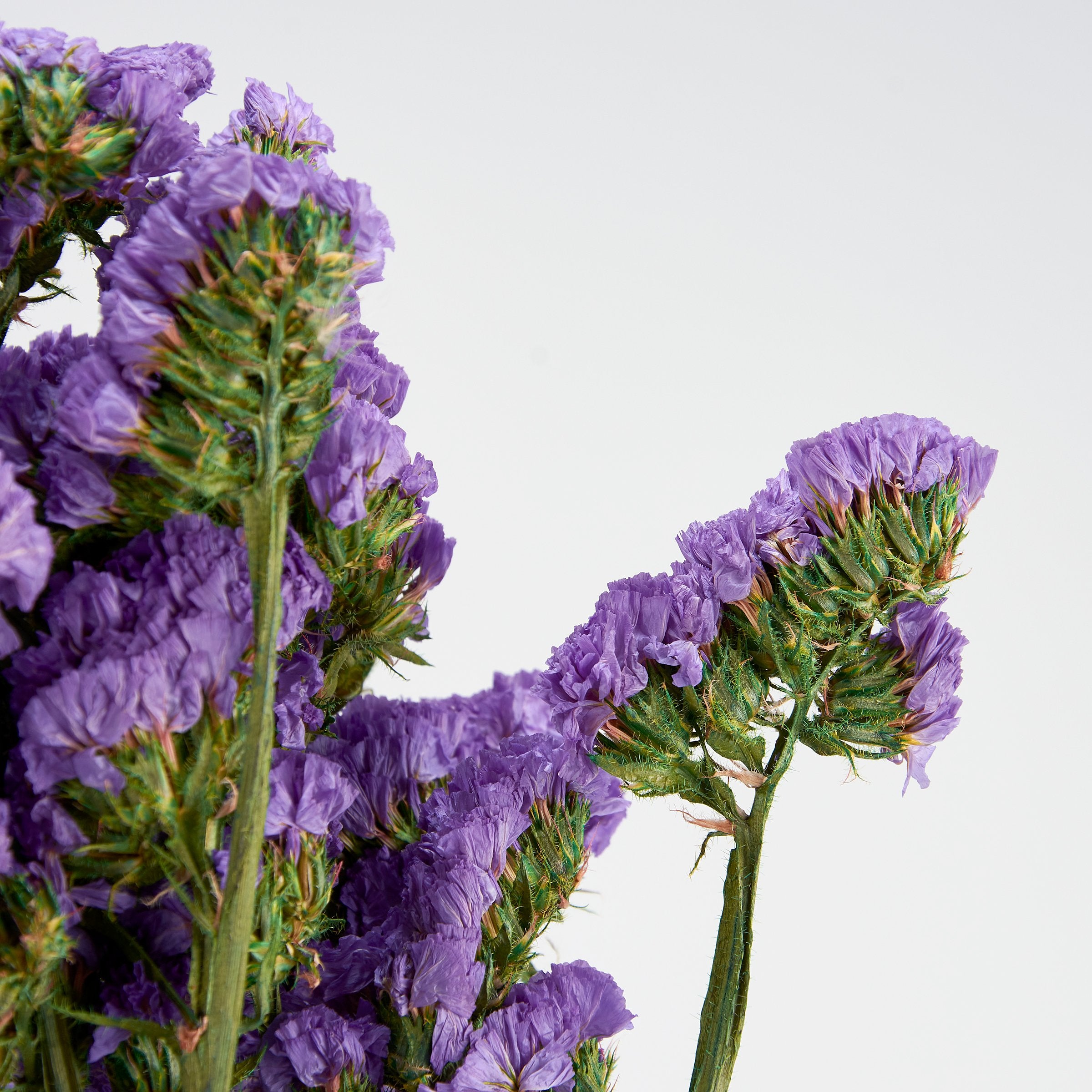 Dried Natural Purple Statice Forget-Me-Not Flower Bouquet for Home Decor