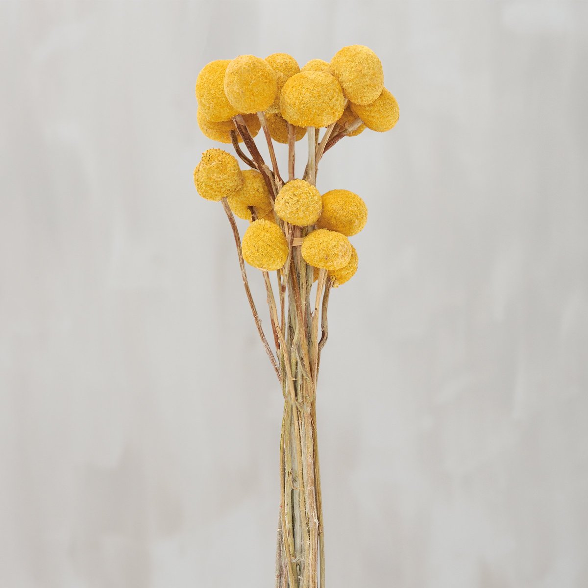 Vibrant Yellow Billy Buttons Dried Flower Bouquet, Natural Foliage Decor, 23.5-Inch Tall