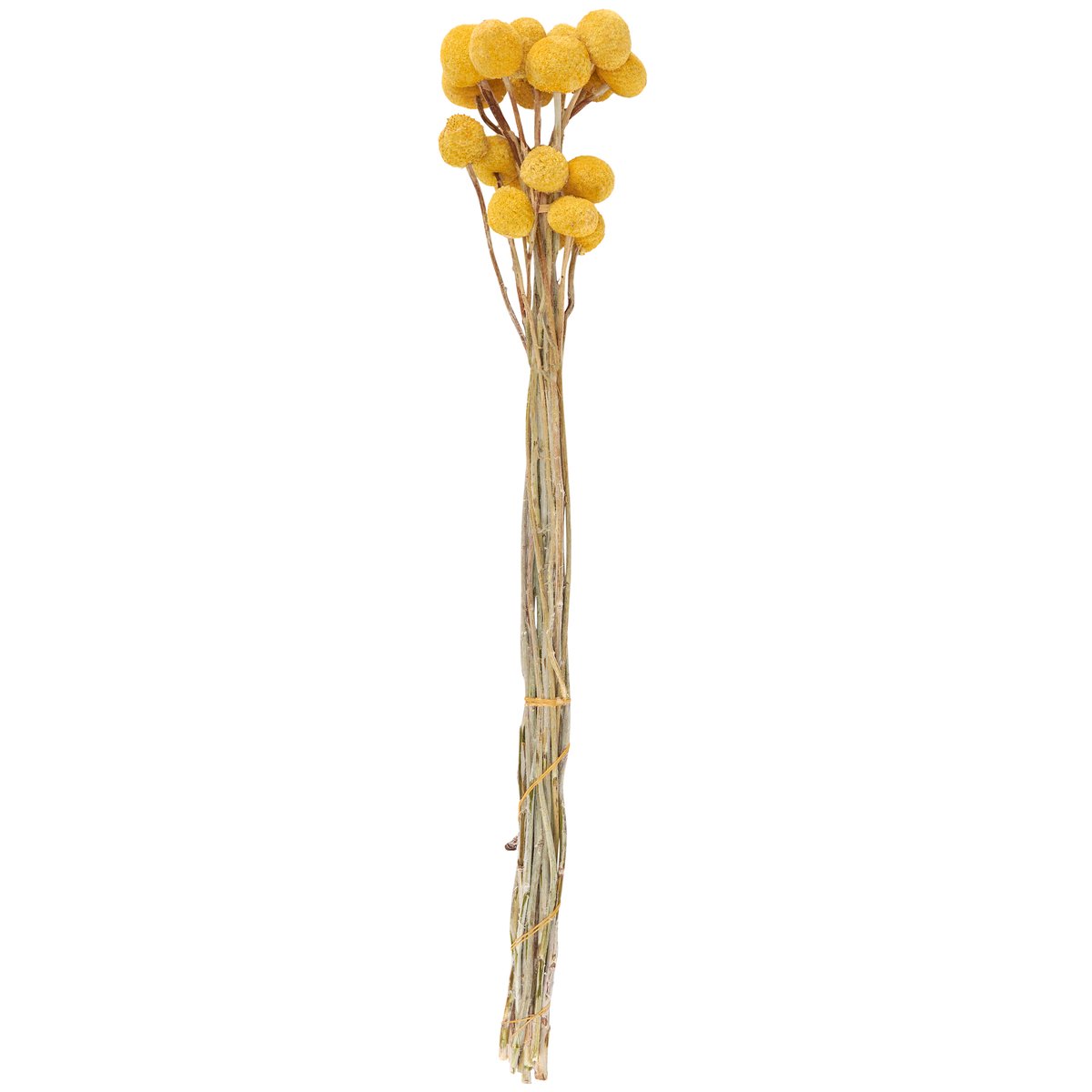 Vibrant Yellow Billy Buttons Dried Flower Bouquet, Natural Foliage Decor, 23.5-Inch Tall