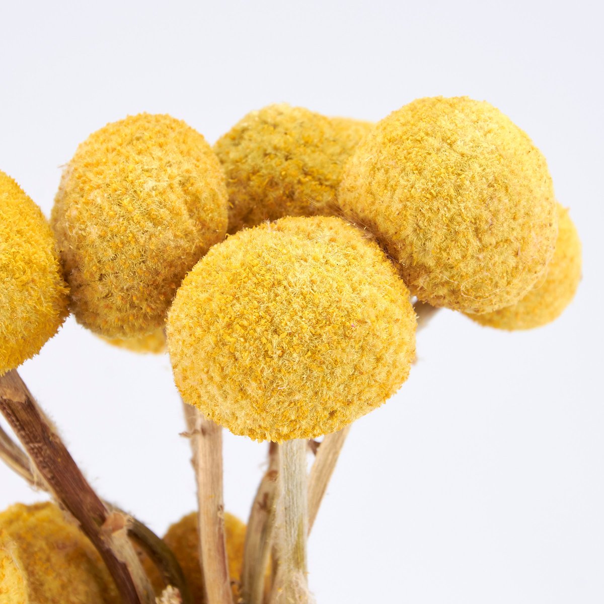 Vibrant Yellow Billy Buttons Dried Flower Bouquet, Natural Foliage Decor, 23.5-Inch Tall