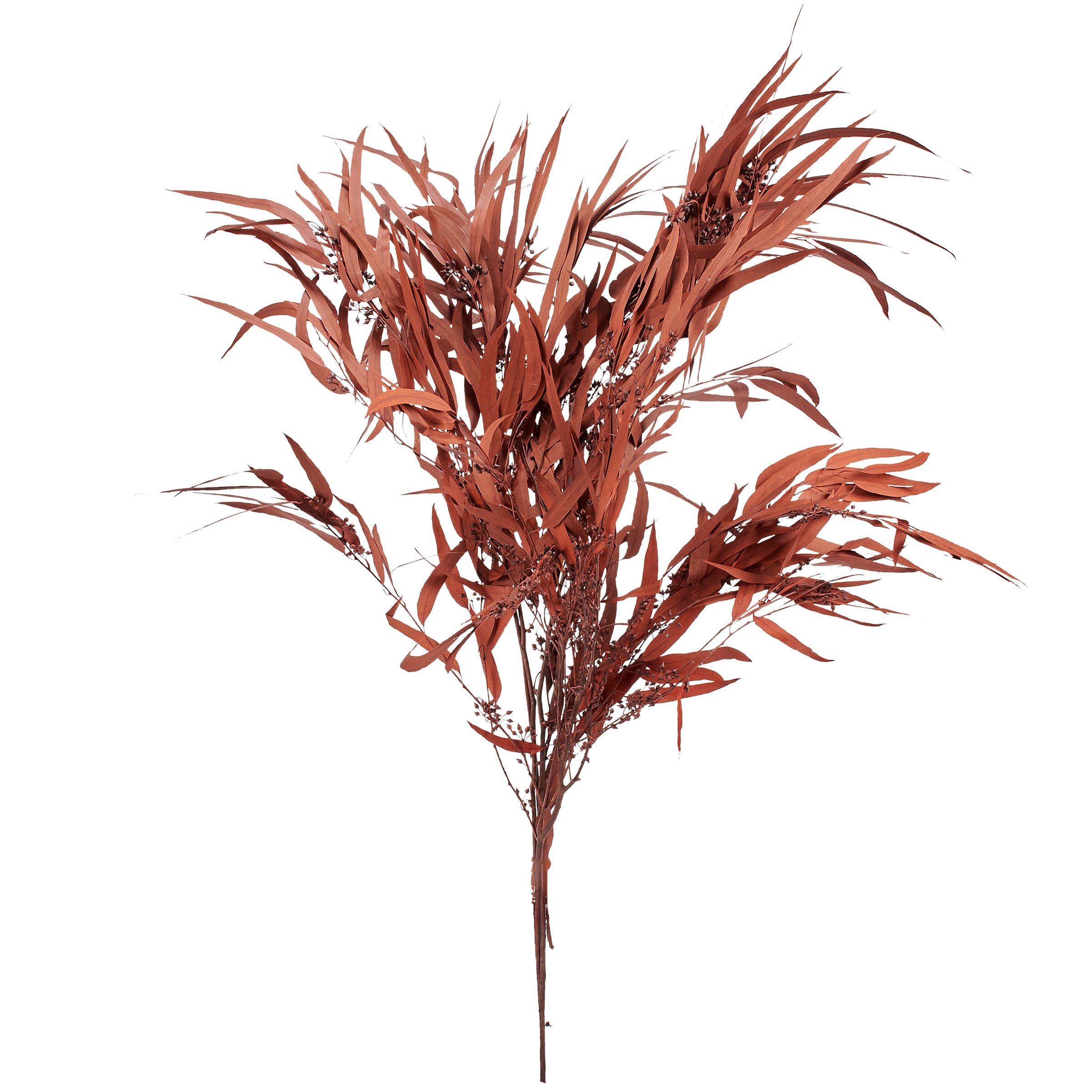 Vibrant Rust Eucalyptus Dried Botanical Bouquet - Long-Lasting Natural Foliage Decor