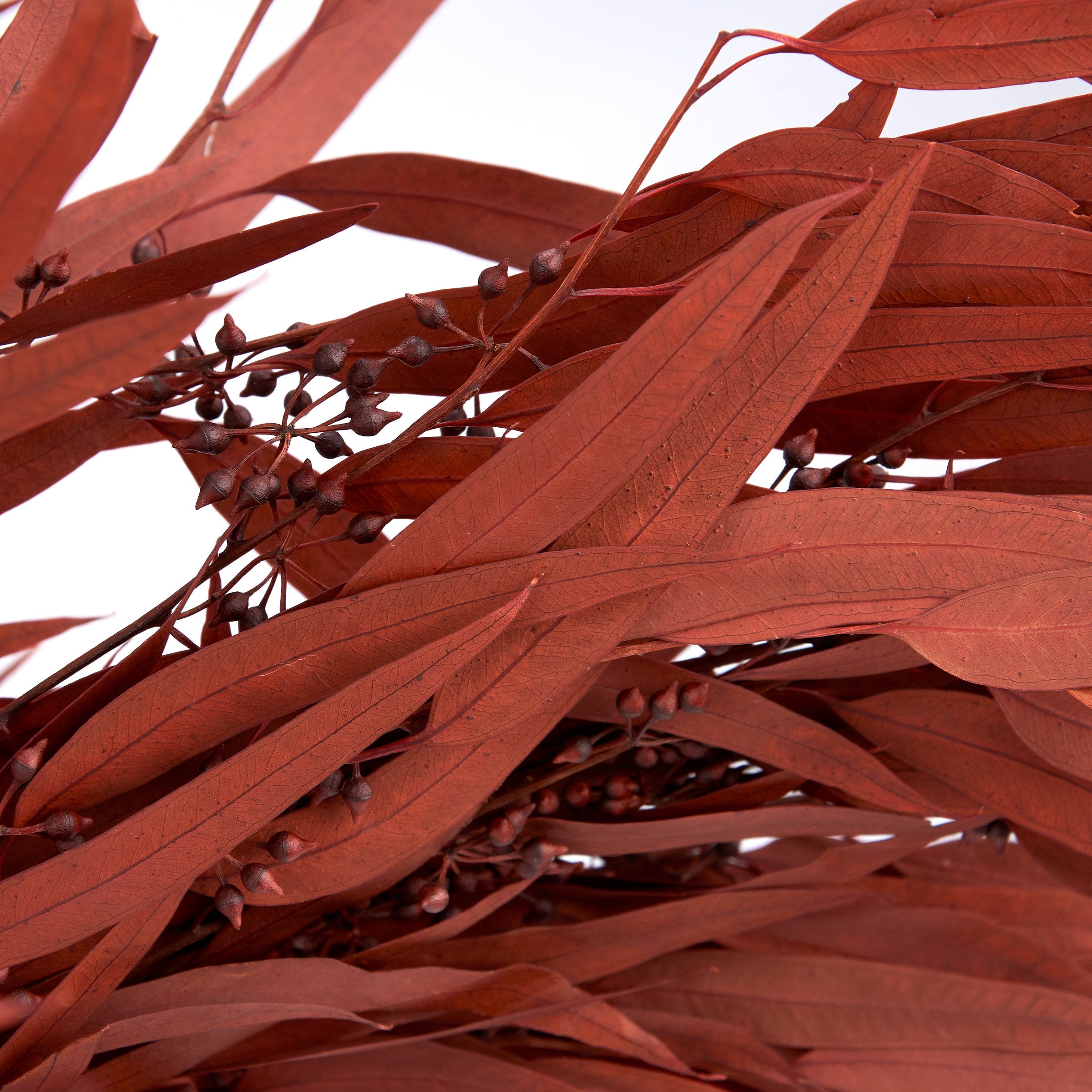 Vibrant Rust Eucalyptus Dried Botanical Bouquet - Long-Lasting Natural Foliage Decor