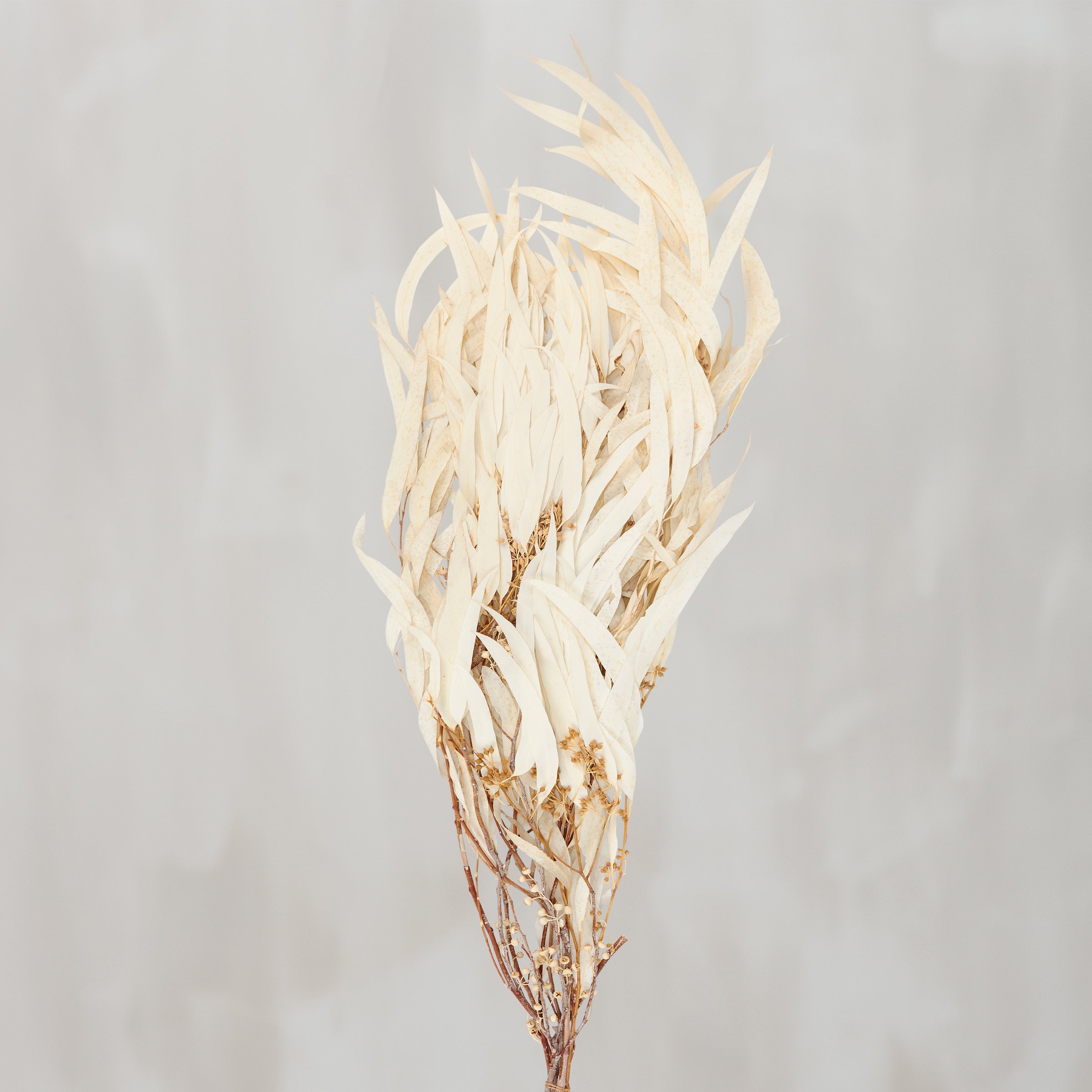 Elegant Cream Dried Eucalyptus Bouquet for Long-Lasting Natural Home Decor