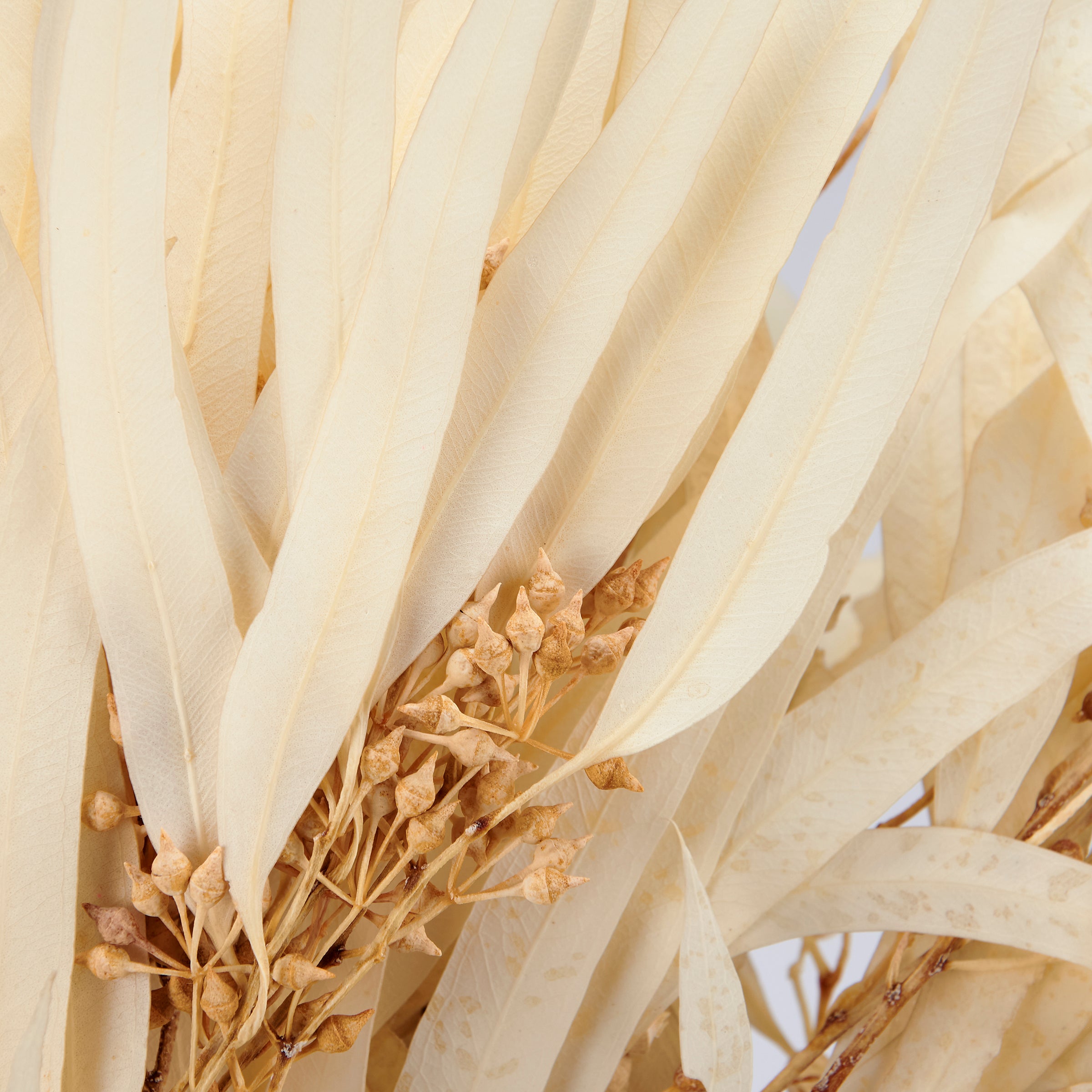 Elegant Cream Dried Eucalyptus Bouquet for Long-Lasting Natural Home Decor